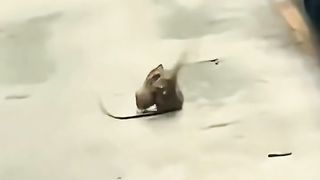 Kalamush jangi