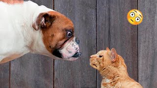 Funny Dogs And Cats Videos 2023 ???? - Best Funniest Animal Videos Of The Month #9