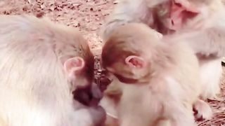 Funny Monkey Viral Video 79