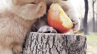 нямка нямка