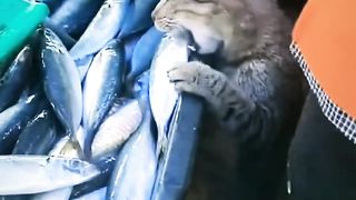 Кот-вор
