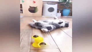 Приколы-с-котами-С-ОЗВУЧКОЙ-Самые-смешны_300.