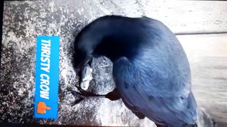 Thirsty crow 4