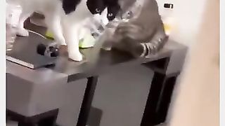 Funny Cat Viral Video 49