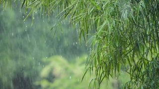 Rain Sounds for Sleeping - Sleep Instantly with Heavy Rain & Thunder Sounds