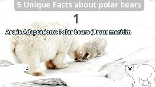5 Unique Facts about polar bears