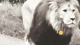 mimimi
