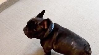 permission to ZOOM