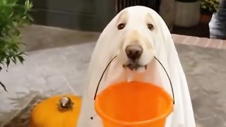 no tricks, just treats