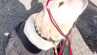 the tail wag and applause