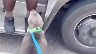 UPS driver meets vicious pitbul
