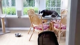meet Mako, he’s a cat trapped in a dogs body