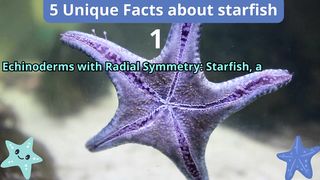 5 Unique Facts about starfish