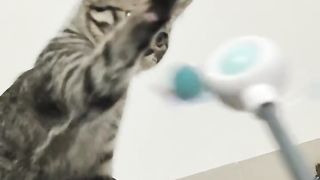 小猫咪 2