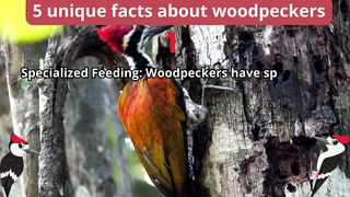 5 Unique Facts about woodpeckers