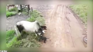 Combats d'animaux les plus Fous Filmés par Caméra...