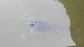 Dimusim redup jangan lupa jaga kualitas air kolam, agar ikan kalian tetap sehat