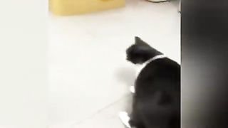New_Funny_Animals__2023_????_Cutest_Cats_and_Dogs_????????_Part_