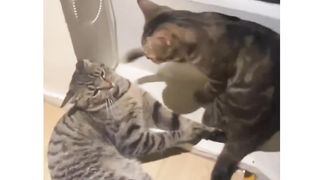 funny????_animals_videos_2023||funniest????????_pets_videos||#funny_