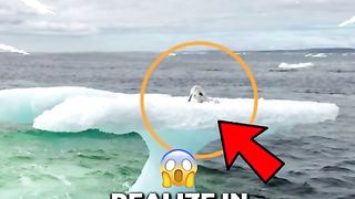 Mystery animal in the Sea True story