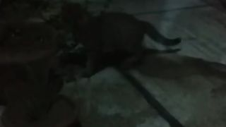 Feline Frolics: Cat at Play