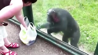Funny Monkey Viral Video 80