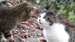 Funny Cat Viral Video 50