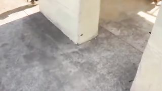 Funny Dog Viral Video 43