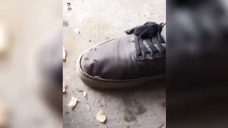 Funny Videos Compilation ???? Pranks - Amazing Stunts 5