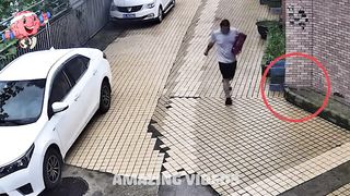 60 SHOCKING When Animals Go On A Rampage! Interesting Animal Moments CAUGHT ON CAMERA.