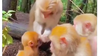 Funny Monkey Viral Video 81