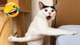 New Funny Videos 2023 ???? Cutest Cats and Dogs ???????? Part 243