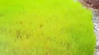 the natural beauty of Indonesia