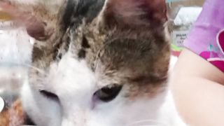 Cat handsome