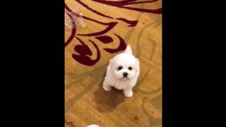Cute Baby Animals Videos 3