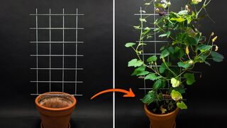 Climbing Plants Time-lapse - 83 Days
