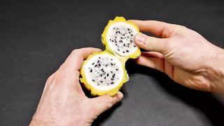 Growing Yellow DRAGON FRUIT CACTUS Time-lapse - 202 DAYS