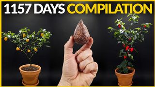 1157 Days in 8 Minutes - Plant Time-lapse COMPILATION