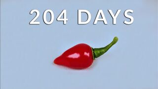 204 Day Time-lapse - Growing Biquinho Chili