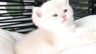 Cute Cat/ kitty feeling cool in this chair of garden
