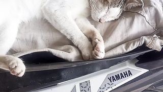 Funny cat animals