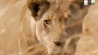 Animal Attack For Survive