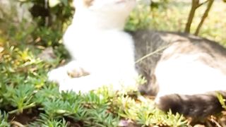 Beautiful garden at home