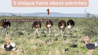 5 Unique Facts about ostriches