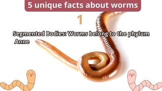 5 Unique Facts about worms