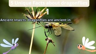 5 Unique Facts about dragonflies