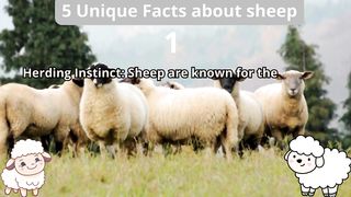 5 Unique Facts about sheep