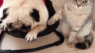 Funny Cat Viral Video 51