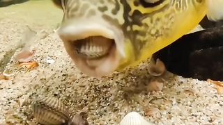 Crunch --_By _barry_thepuffer Amazing fish