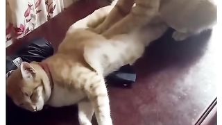 Funny Cat Viral Video 52